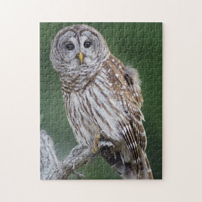 Barred Owl Perchinging Wildlife Puzzle (Vertical)