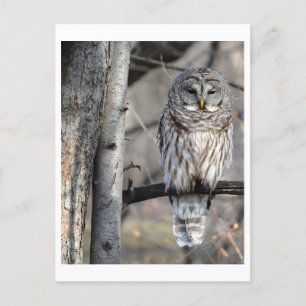 Barred Owl Photo Postcard