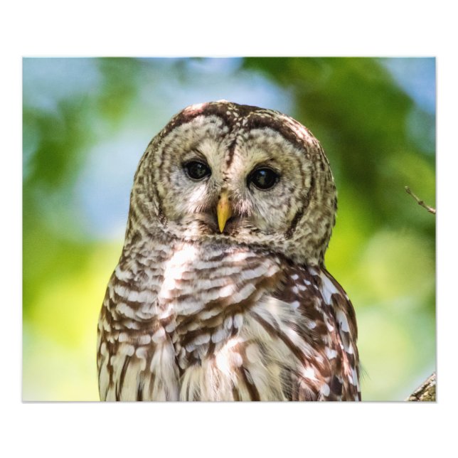 Barred Owl Photo Print (Front)