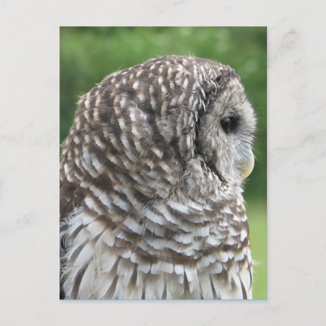 Barred Owl Portrait Postcard (Front)