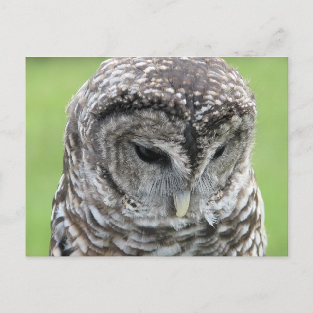 Barred Owl Portrait Postcard (Front)