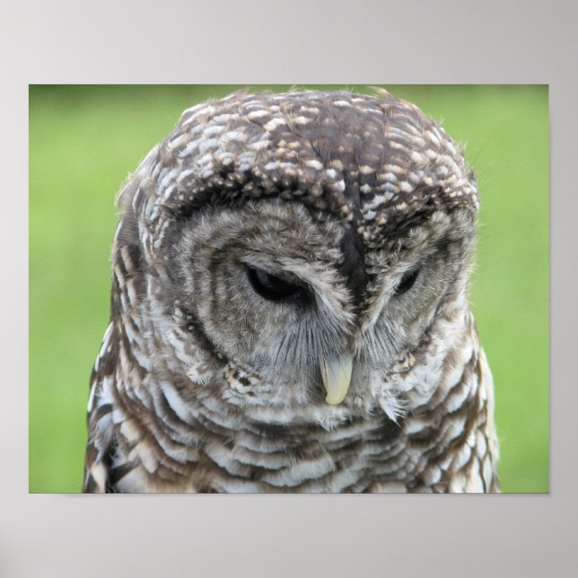 Barred Owl Portrait Poster (Front)