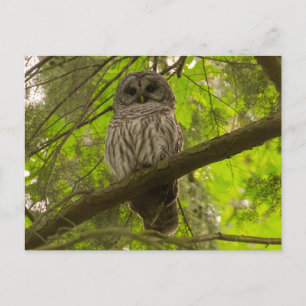 Barred Owl Postcard
