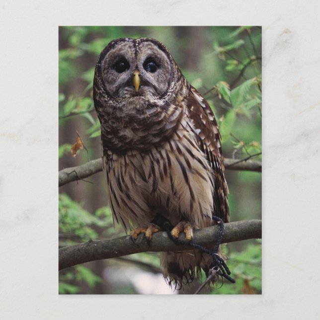 Barred Owl Postcard (Front)