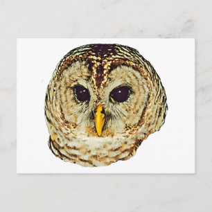 Barred Owl Postcard