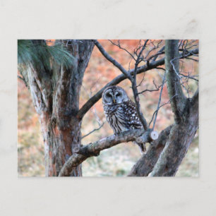 Barred Owl Postcard