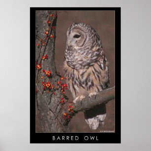 Barred Owl Poster