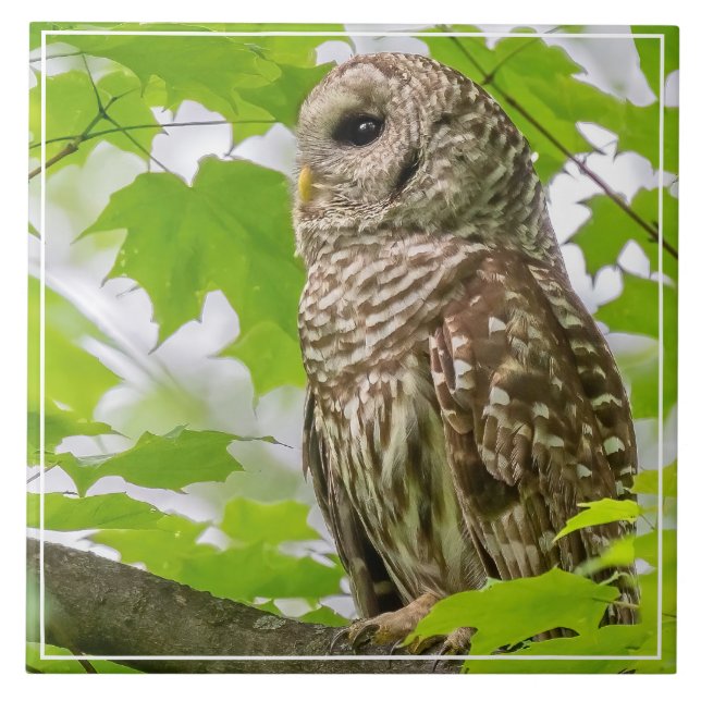 Barred Owl Profile Ceramic Tile (Front)