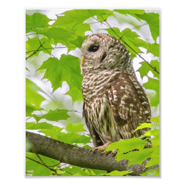 Barred Owl Profile Photo Print (Front)
