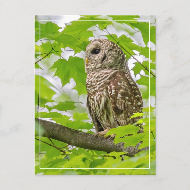 Barred Owl Profile Postcard (Front)