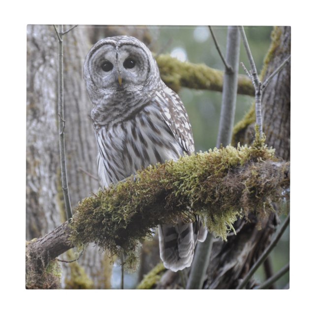 Barred Owl Resting on a Moss Covered Limb Tile (Front)