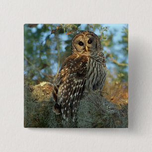 Barred Owl roosting in some Spanish Moss 15 Cm Square Badge