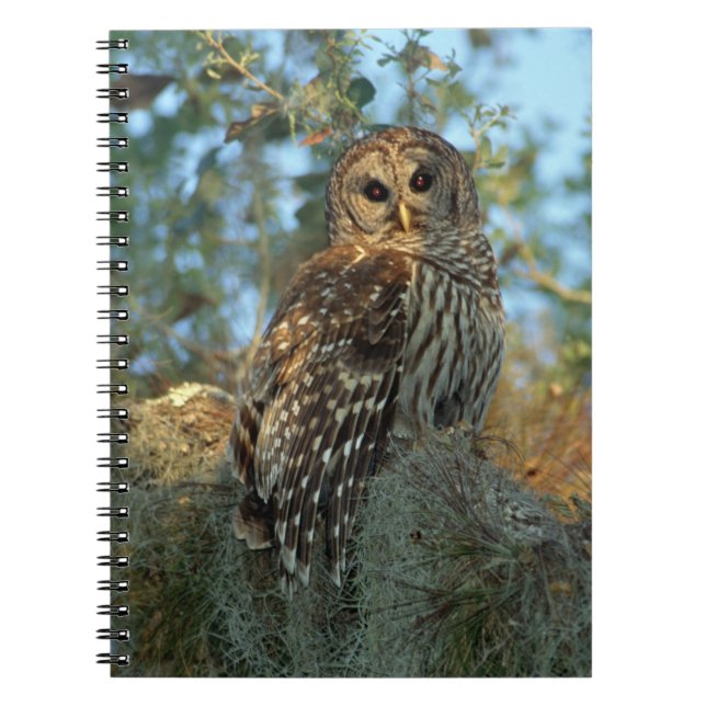 Barred Owl roosting in some Spanish Moss Notebook (Front)