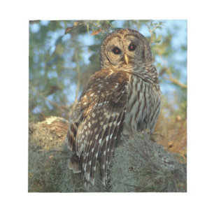 Barred Owl roosting in some Spanish Moss Notepad