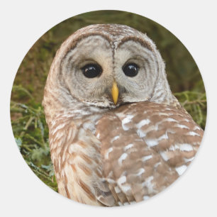 Barred Owl Round Sticker
