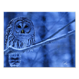 Barred Owl Snow Storm Photo Print