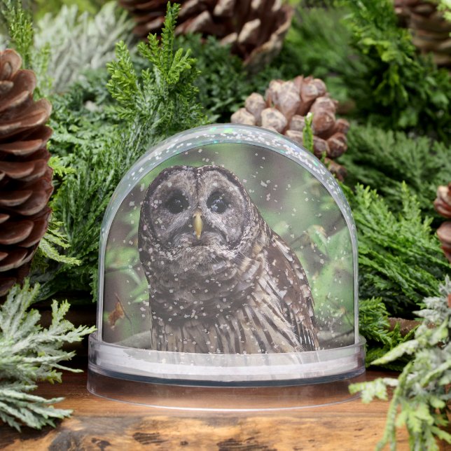 Barred Owl Snowglobe (Winter)