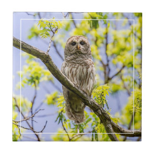 Barred Owl Springtime Ceramic Tile