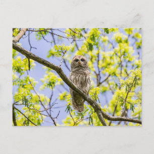 Barred Owl Springtime Postcard