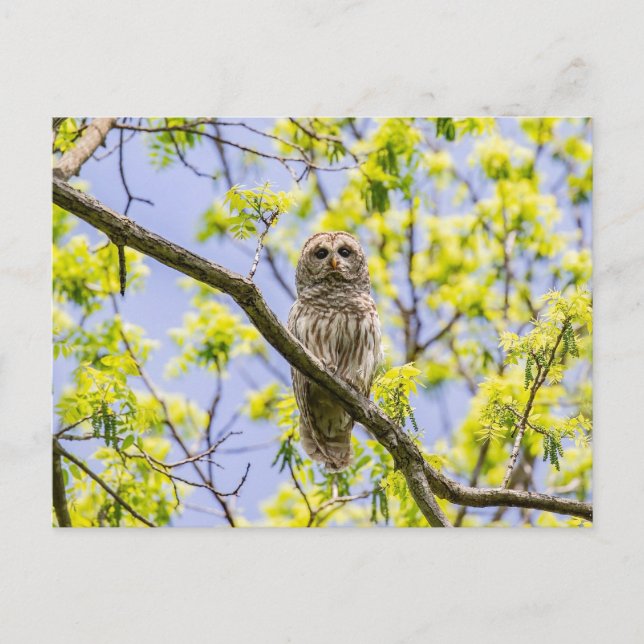 Barred Owl Springtime Postcard (Front)