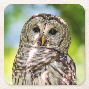 Barred Owl Square Paper Coaster