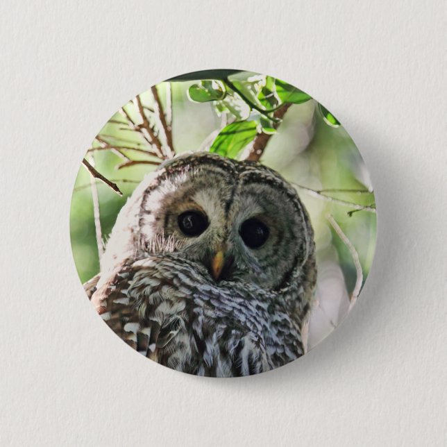 Barred Owl Staring 6 Cm Round Badge (Front)