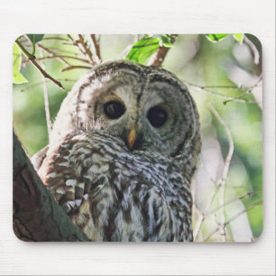 Barred Owl Staring Mouse Pad
