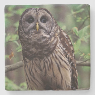 Barred Owl Stone Coaster