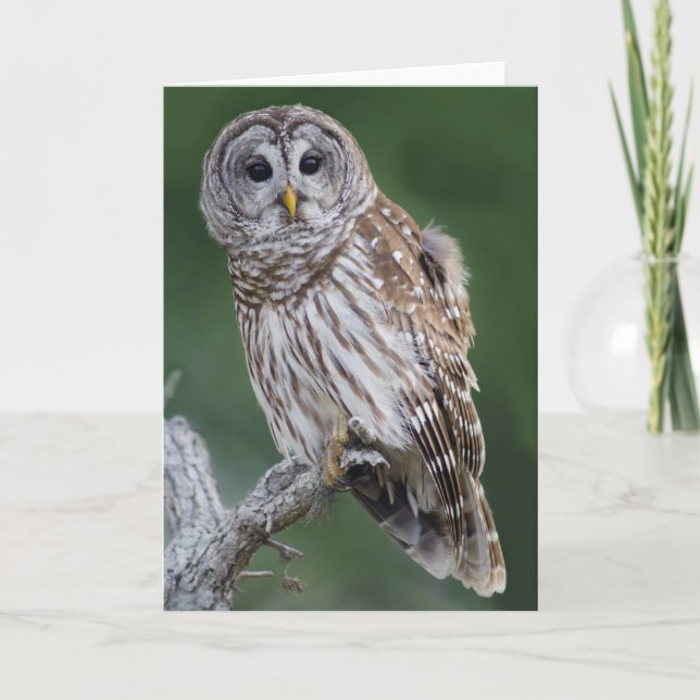 Barred Owl (Strix varia) Card (Front)