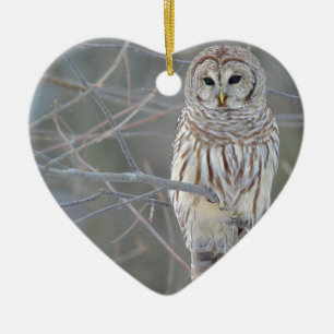 Barred Owl Strix Varia Ceramic Tree Decoration