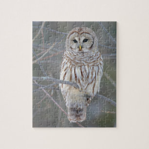 Barred Owl Strix Varia Jigsaw Puzzle