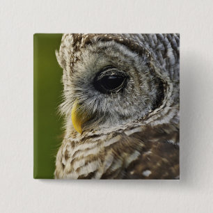 Barred Owl, Strix varia, Michigan 15 Cm Square Badge