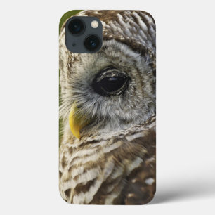 Barred Owl, Strix varia, Michigan iPhone 13 Case