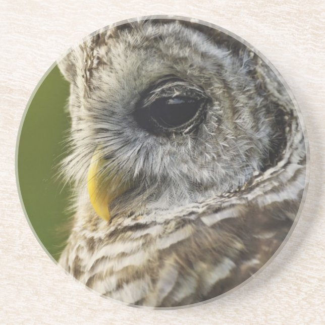 Barred Owl, Strix varia, Michigan Coaster (Front)