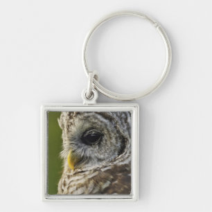 Barred Owl, Strix varia, Michigan Key Ring