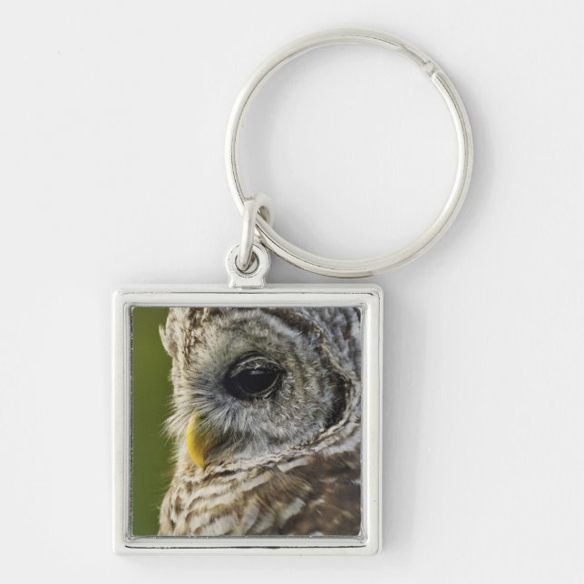 Barred Owl, Strix varia, Michigan Key Ring (Front)