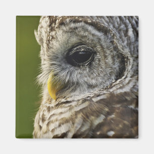 Barred Owl, Strix varia, Michigan Magnet