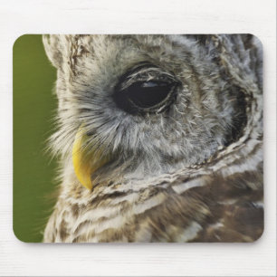 Barred Owl, Strix varia, Michigan Mouse Pad