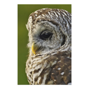Barred Owl, Strix varia, Michigan Photo Print