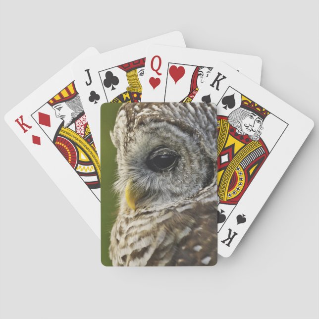 Barred Owl, Strix varia, Michigan Playing Cards (Back)
