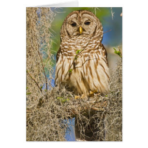 Barred Owl (Strix varia) perched in cypress tree