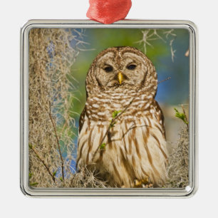 Barred Owl (Strix varia) perched in cypress tree Metal Ornament