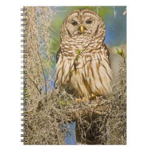 Barred Owl (Strix varia) perched in cypress tree Notebook