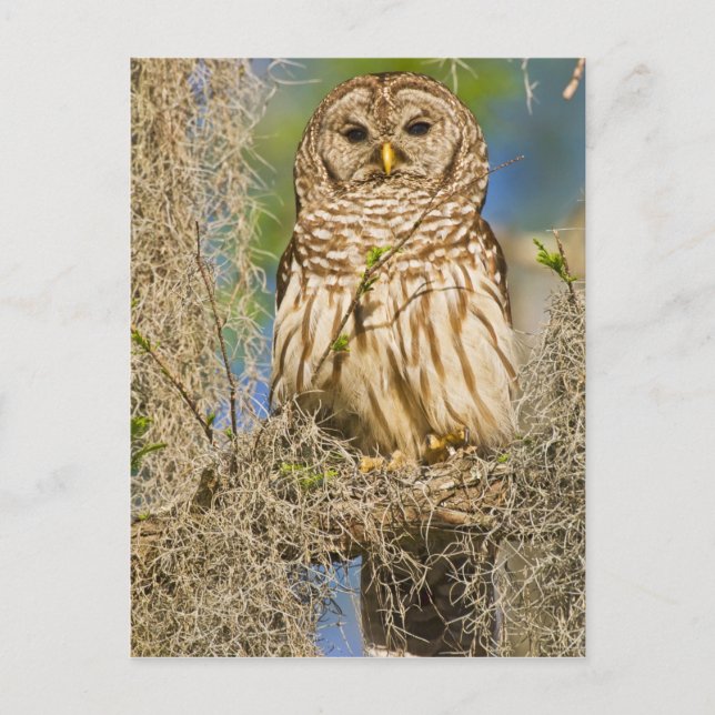 Barred Owl (Strix varia) perched in cypress tree Postcard (Front)