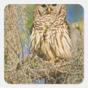 Barred Owl (Strix varia) perched in cypress tree Square Sticker