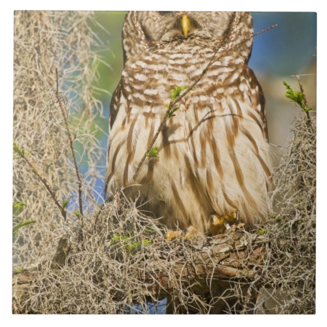 Barred Owl (Strix varia) perched in cypress tree Tile (Front)
