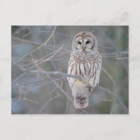 Barred Owl Strix Varia