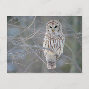 Barred Owl Strix Varia Postcard