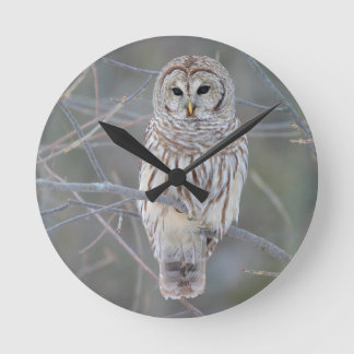 Barred Owl Strix Varia Round Clock