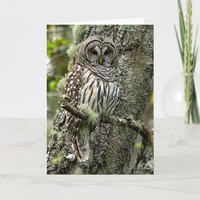 Barred Owl Tree Thank You Card (Front)